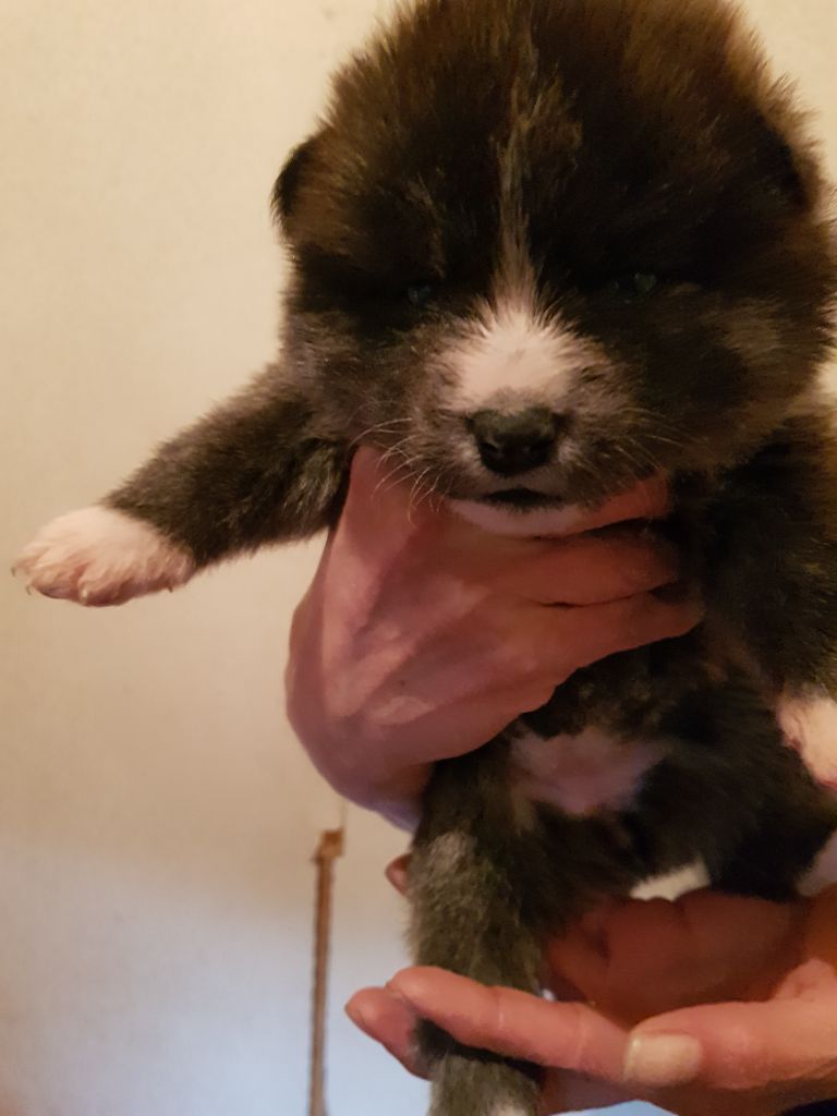 Shichi Go San - Chiot disponible  - Akita