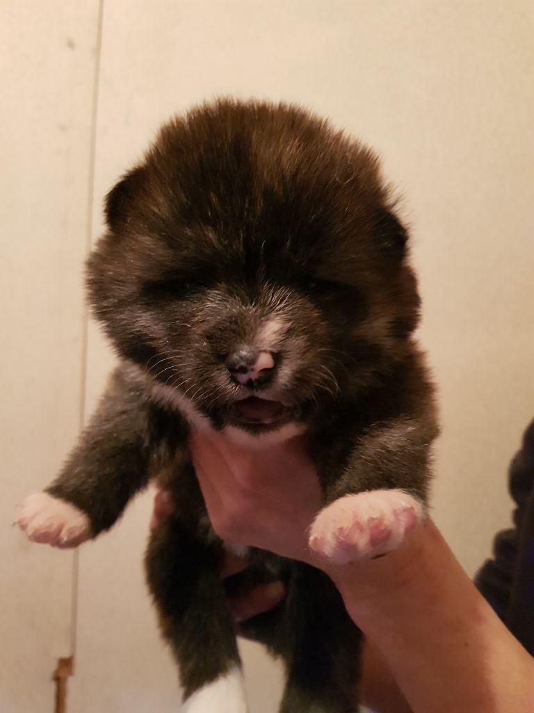 Shichi Go San - Chiot disponible  - Akita