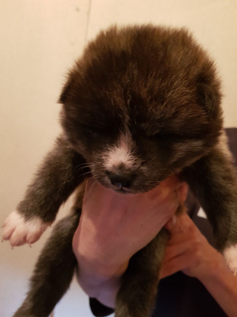 Shichi Go San - Chiot disponible  - Akita