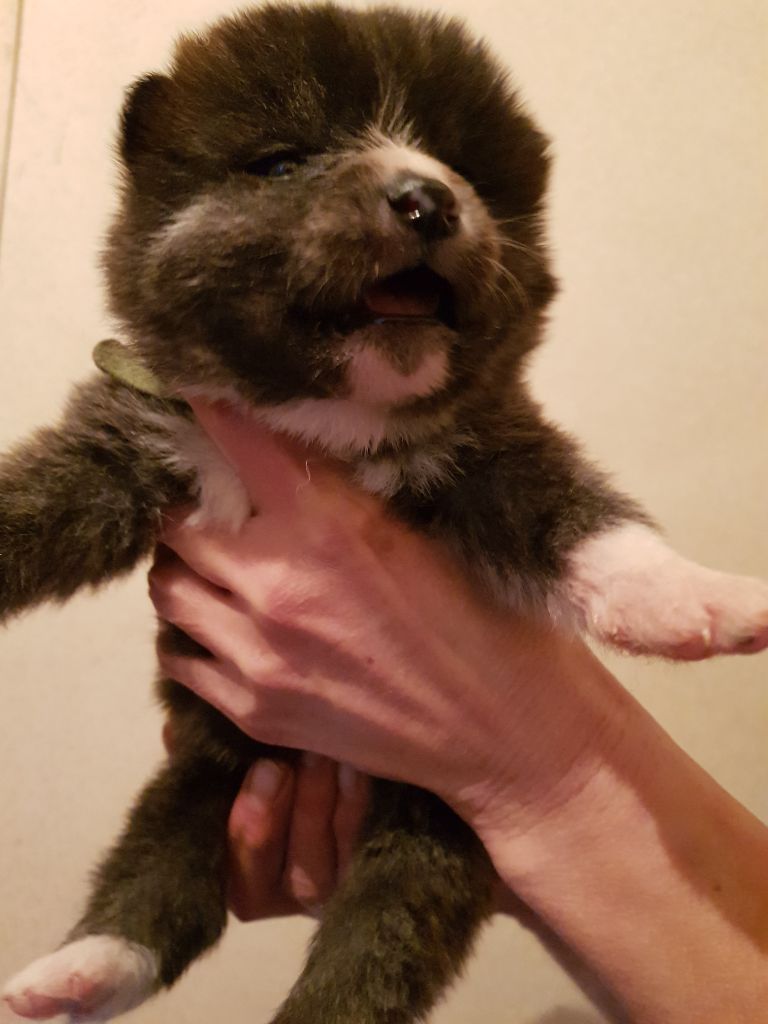 Shichi Go San - Chiot disponible  - Akita